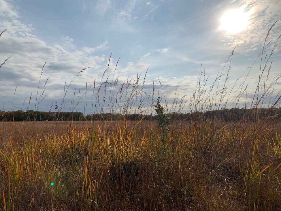 View of native prairie habitat at Island View Park.